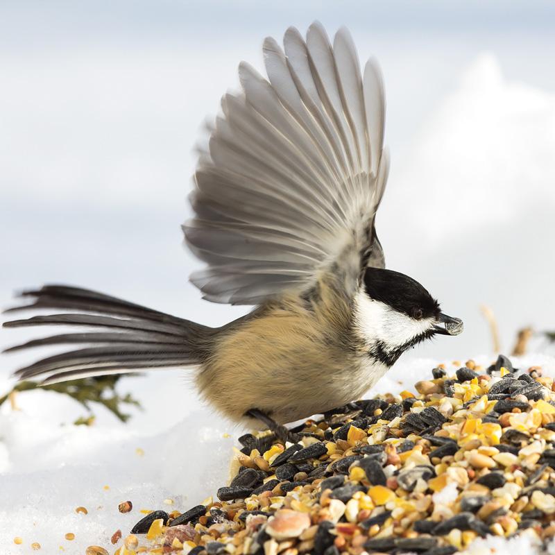 Nourrir les oiseaux en hiver, oui mais… — GOBG