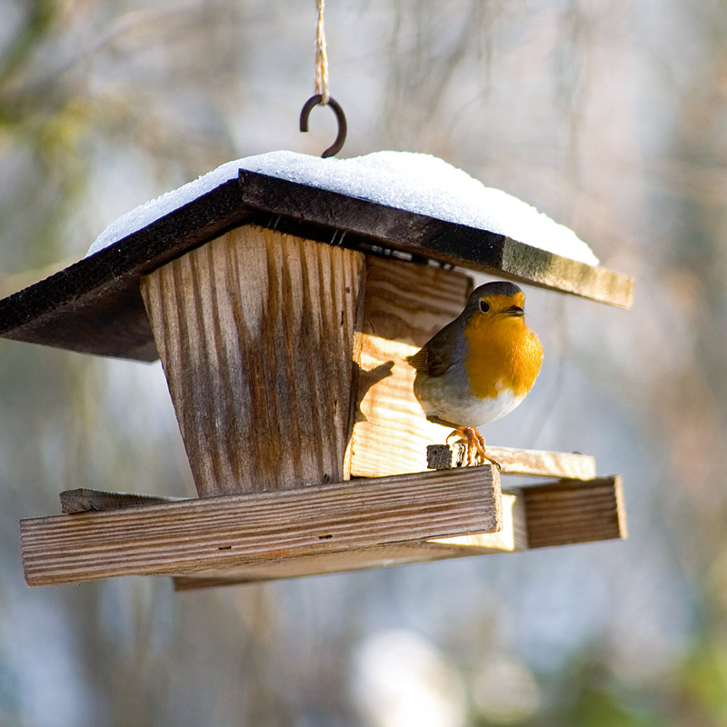 Consigli - Come nutrire gli uccelli in inverno