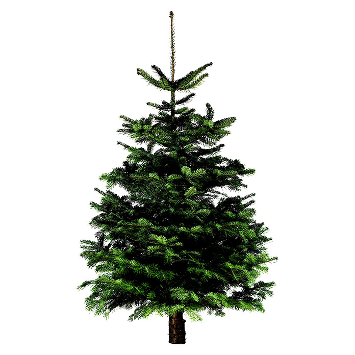 Weihnachtsbaum Nordmanntanne 