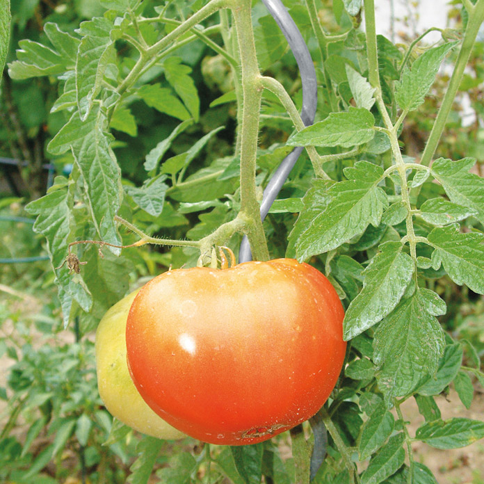 Tuteur spirale à tomates Bellissa