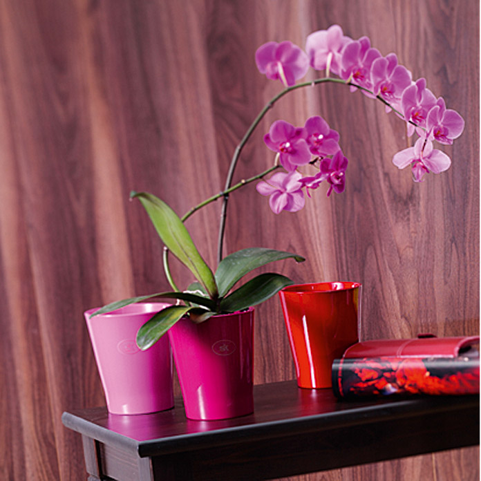 Vase pour orchidées SK Merina Candy mure