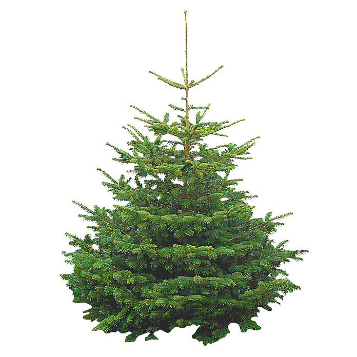 Weihnachtsbaum Standard Rottanne