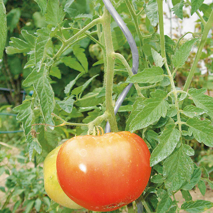 Tuteur torsadé pour tomates