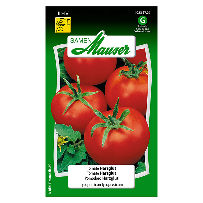 Tomate Harzglut
