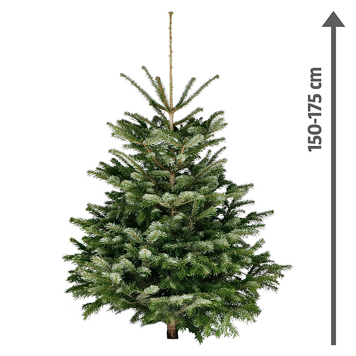 Weihnachtsbaum Standard