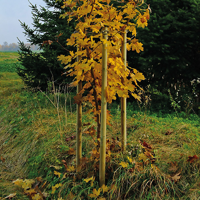 Palo di sostegno per alberi (L: 250 cm, diametro: 60 mm, pino, verde)